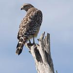 img-red-shoulder-hawk.jpg