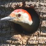 img-woody-woodpecker.jpg